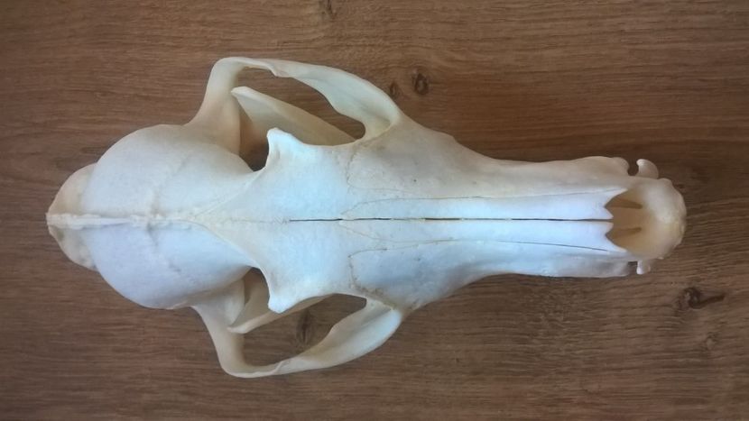 Craniu de vulpe_3 - CRANII _ BIZARE ART