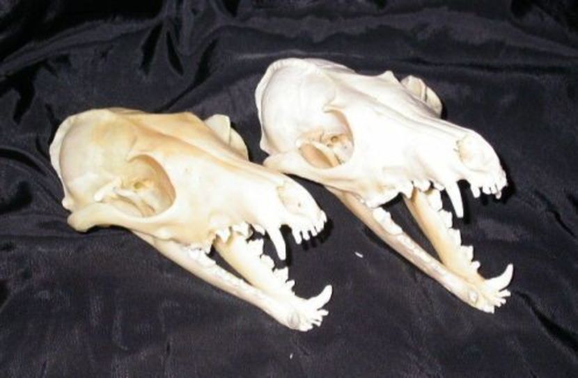 Doua cranii de vulpe 5 - CRANII _ BIZARE ART