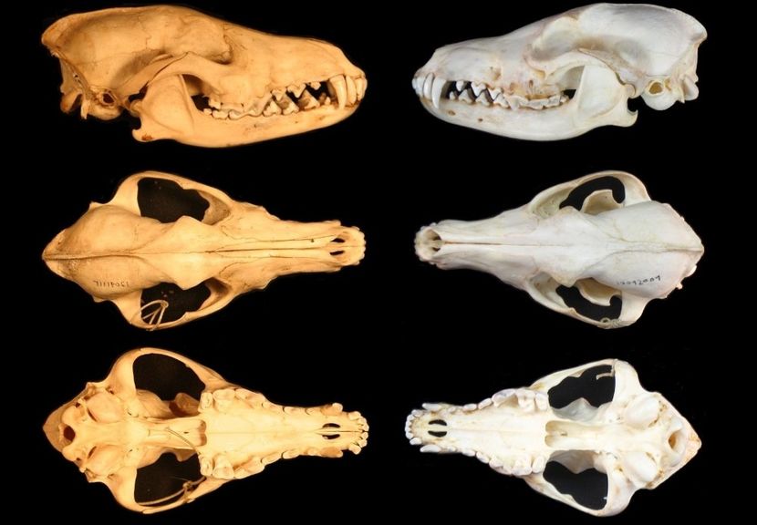 Craniu de sacal_5 - CRANII _ BIZARE ART