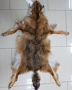 Blana de sacal proaspat jupuita - CRANII _ BIZARE ART