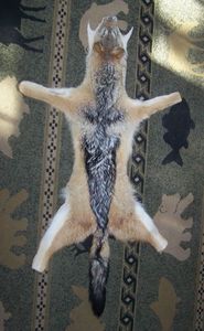 Blana de sacal_1 - CRANII _ BIZARE ART