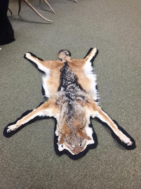 Blana de sacal_2 - CRANII _ BIZARE ART