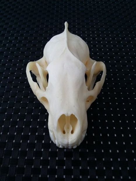 Craniu de viezure_4 - CRANII _ BIZARE ART