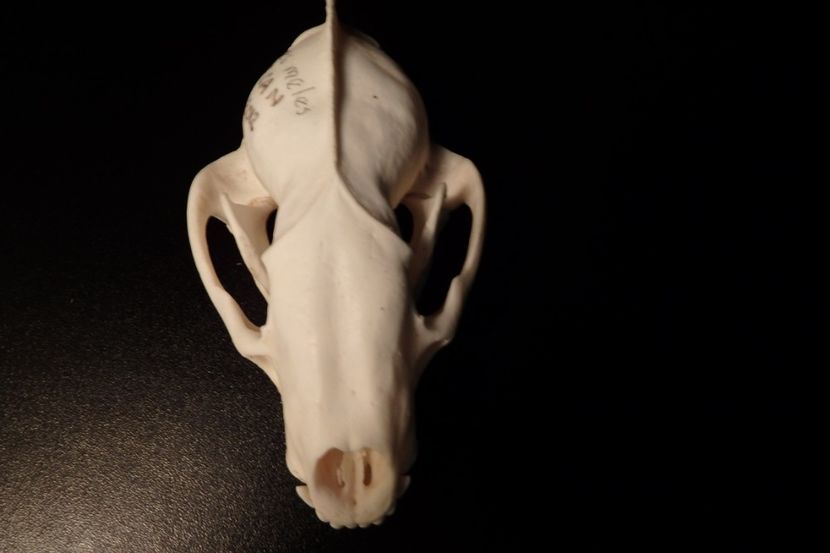 Craniu de bursuc _5 - CRANII _ BIZARE ART