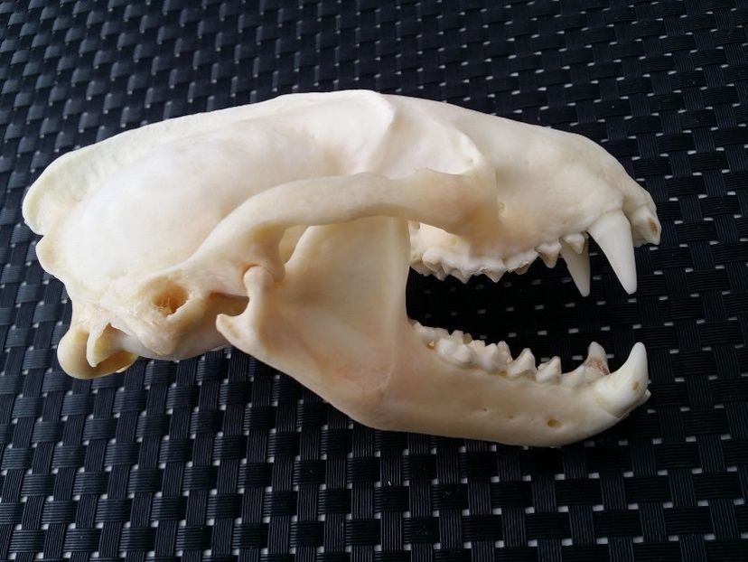 Craniu de viezure_2 - CRANII _ BIZARE ART