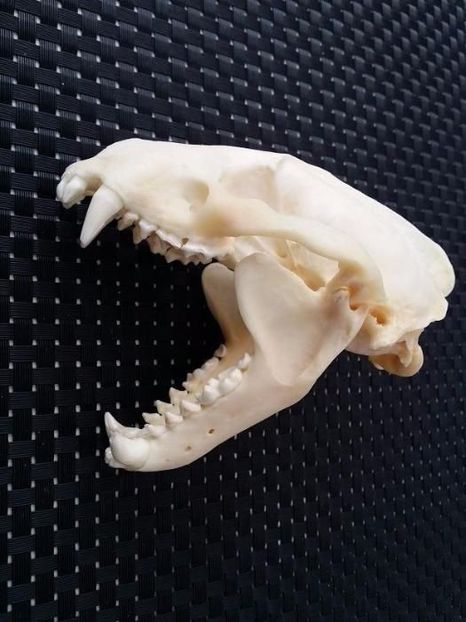 Craniu de viezure_1 - CRANII _ BIZARE ART