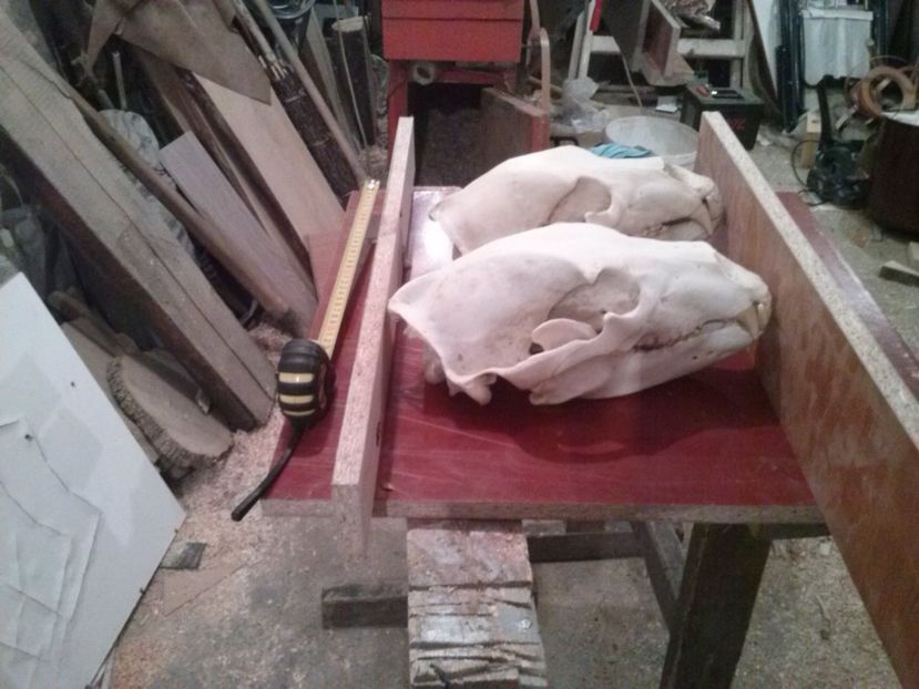 Cranii de urs carpatin - CRANII _ BIZARE ART