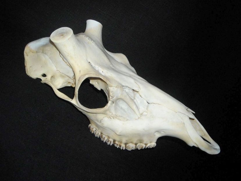 Craniu de cerb_1 - CRANII _ BIZARE ART