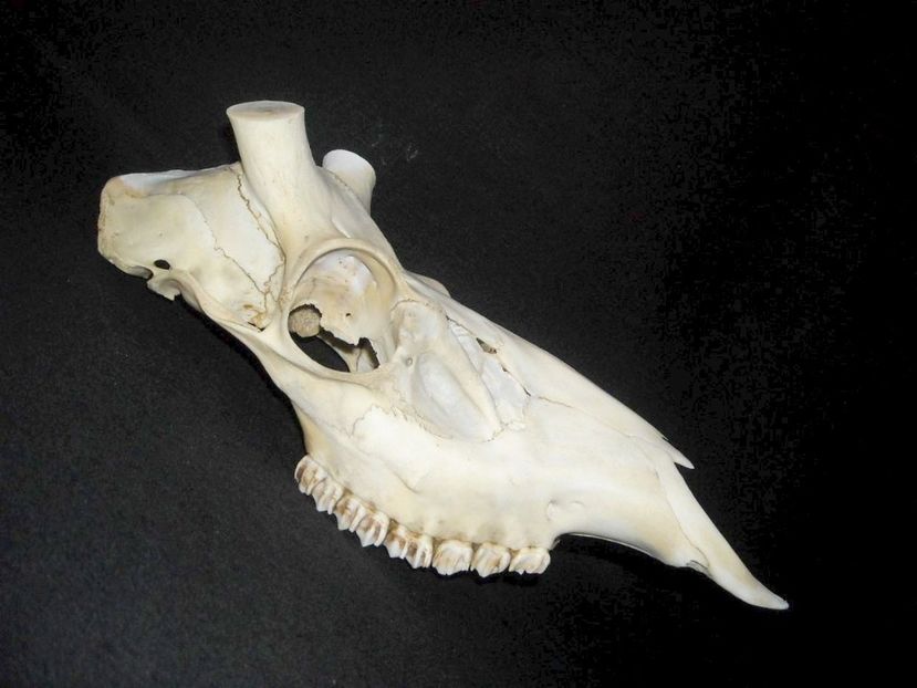 Craniu de cerb_2 - CRANII _ BIZARE ART