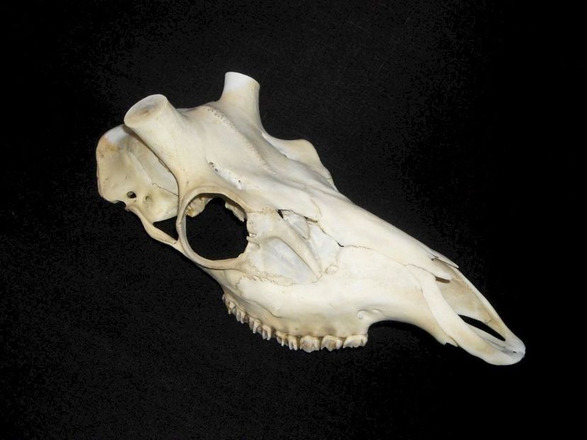 Craniu de cerb_4 - CRANII _ BIZARE ART