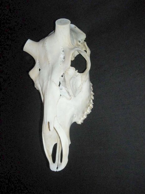 Craniu de cerb_3 - CRANII _ BIZARE ART