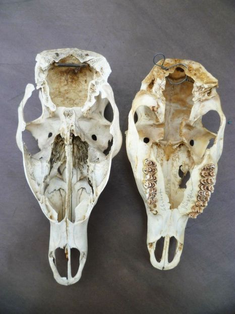 Cranii de cerb_2.1 - CRANII _ BIZARE ART