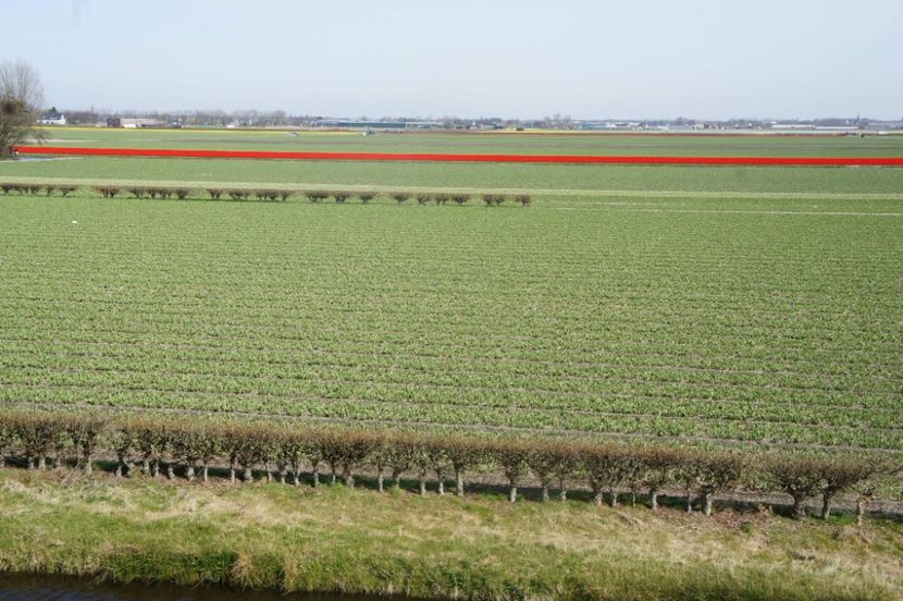 received_1748799851856457 - Keukenhof Olanda