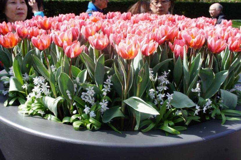 received_1748804205189355 - Keukenhof Olanda