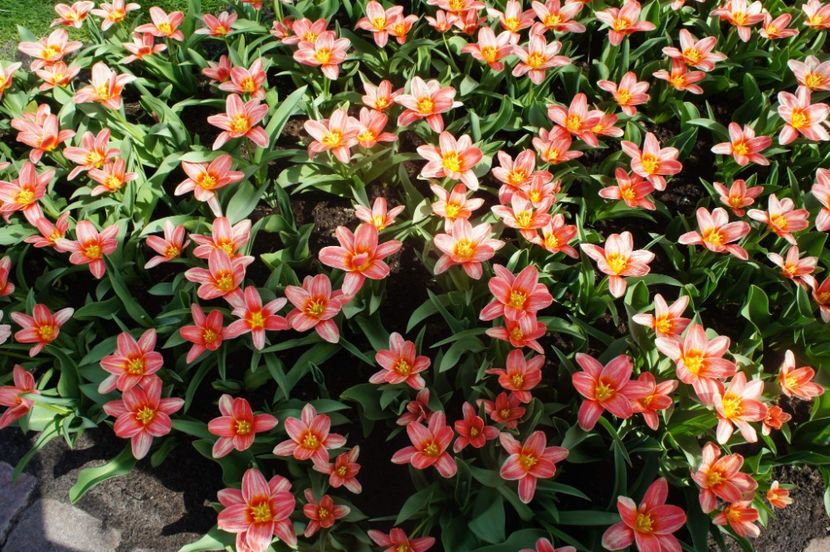 received_1748805328522576 - Keukenhof Olanda