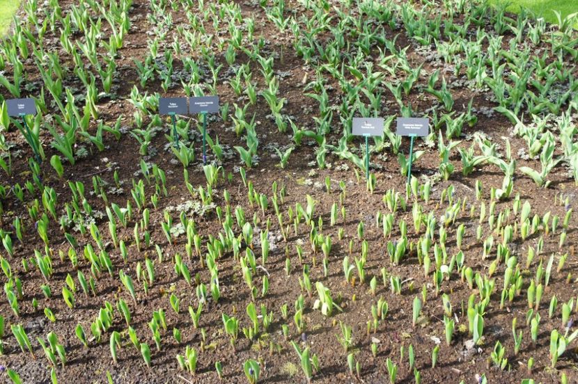 received_1748806528522456 - Keukenhof Olanda