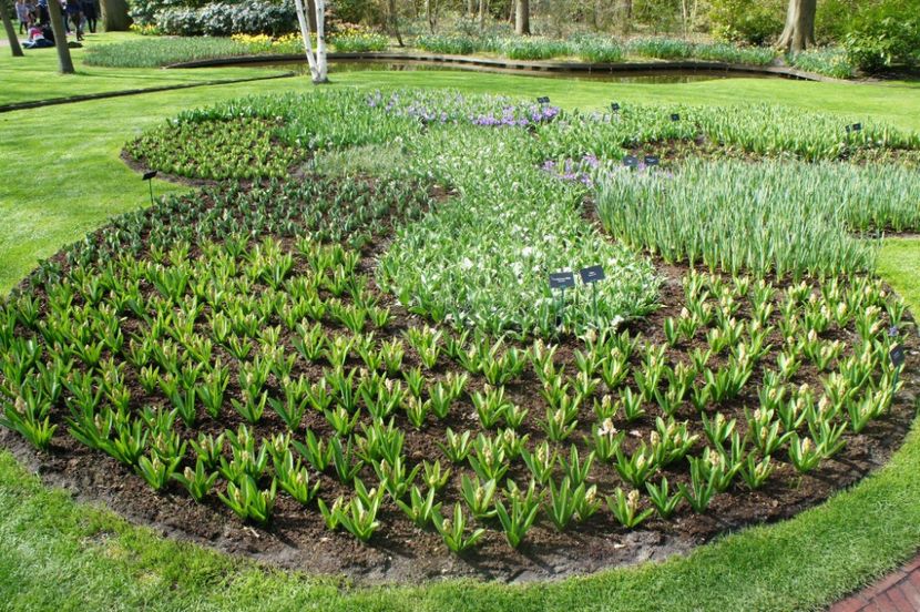 received_1748806695189106 - Keukenhof Olanda