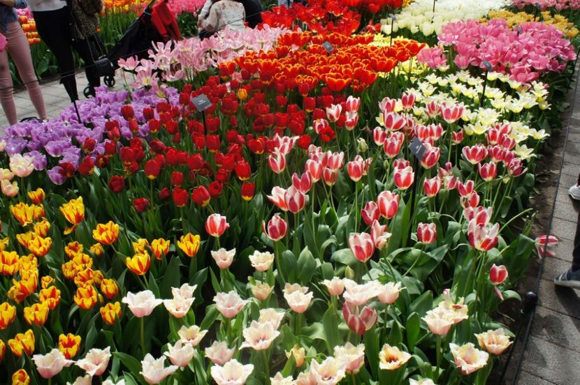 received_1748806711855771 - Keukenhof Olanda