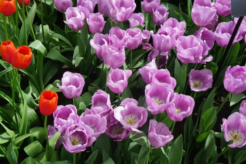 received_1748808351855607 - Keukenhof Olanda