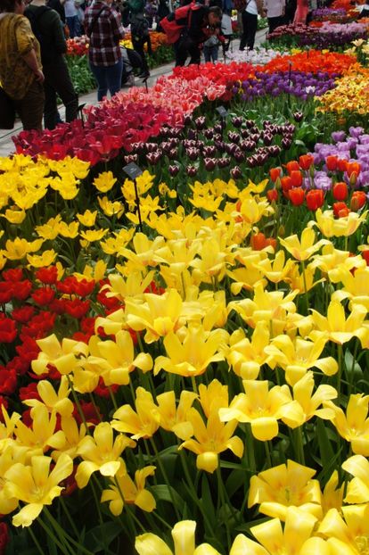 received_1748808395188936 - Keukenhof Olanda