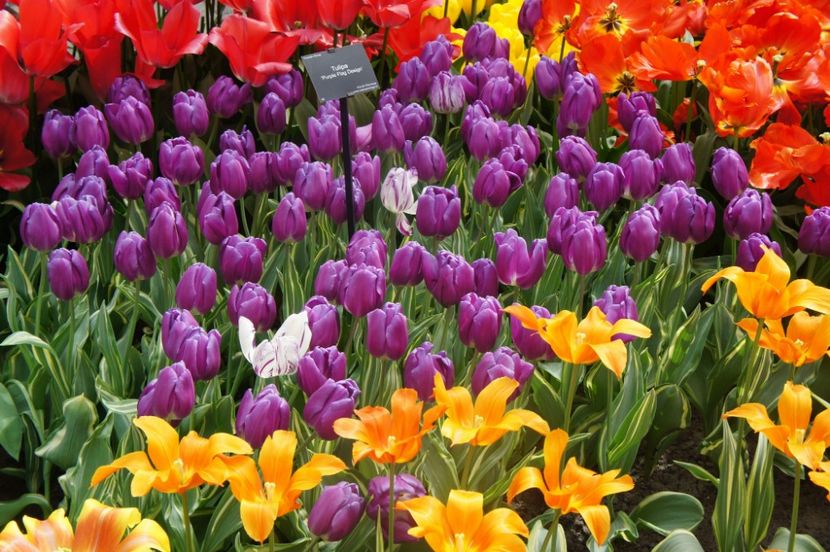 received_1748808821855560 - Keukenhof Olanda