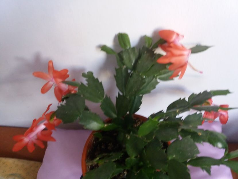  - Florile mele aprilie 2018