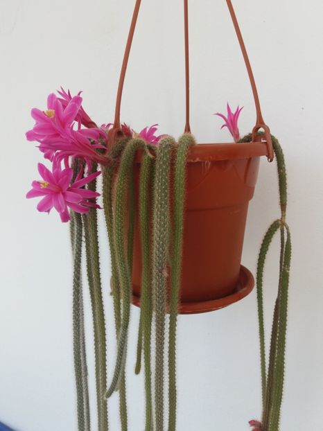  - Florile mele aprilie 2018