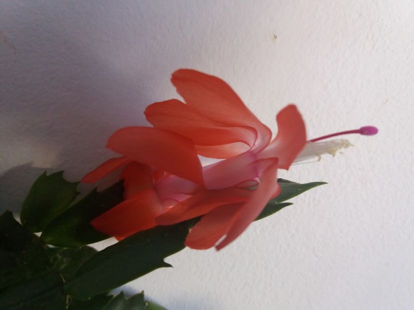  - Florile mele aprilie 2018