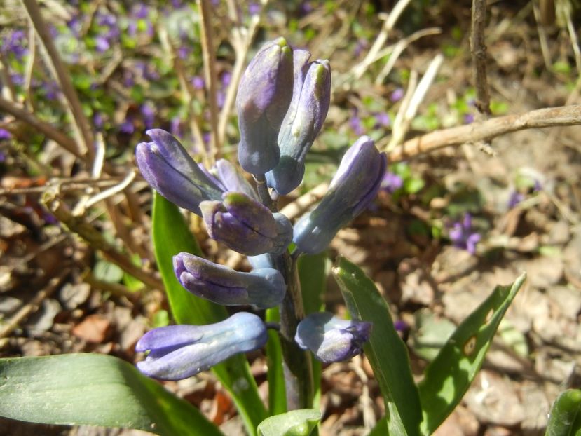 Hyacinth Delft Blue (2018, April 04) - Hyacinth Delft Blue