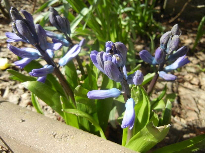 Hyacinth Delft Blue (2018, April 04) - Hyacinth Delft Blue