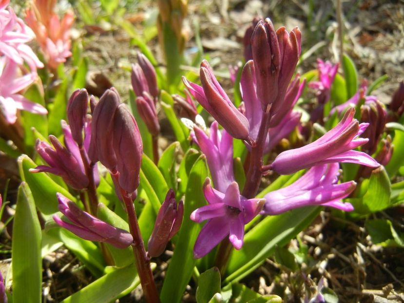 Hyacinth Purple Sensation (2018, Apr.04) - Hyacinth Purple Sensation