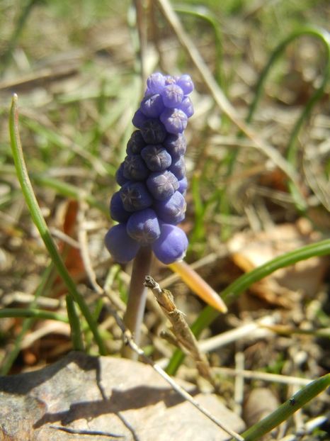 Muscari armeniacum (2018, April 04) - Muscari Armeniacum