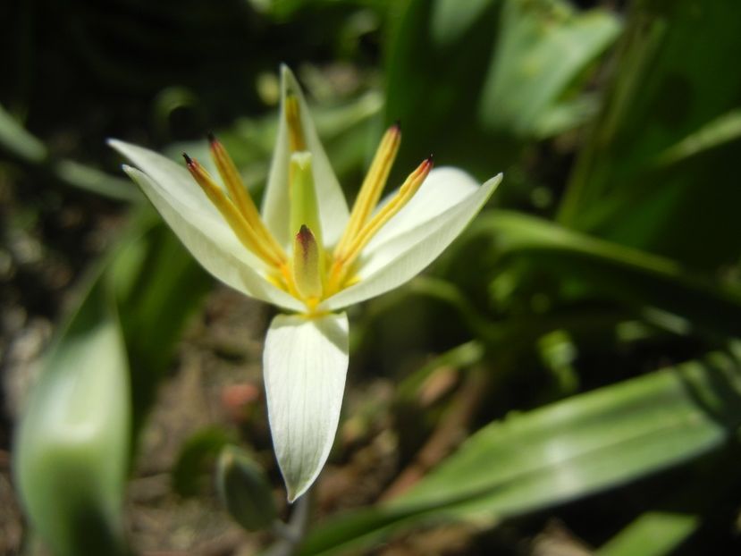 Tulipa Turkestanica (2018, April 04) - Tulipa Turkestanica