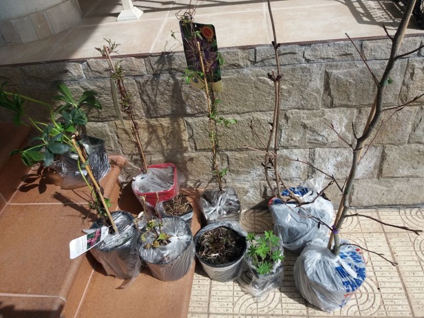 Pachetul de la Maria( clematite) - b Comenzi plante copaci 2018 2019