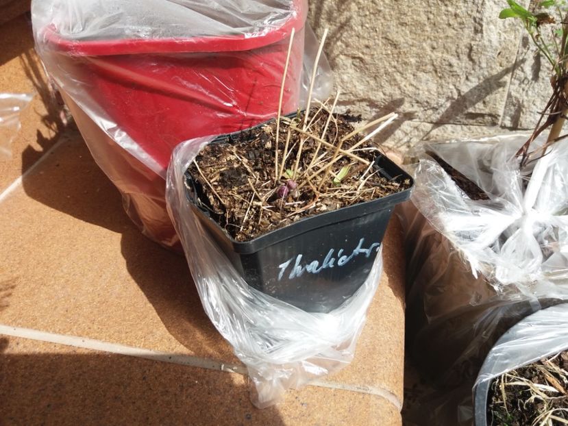  - b Comenzi plante copaci 2018 2019