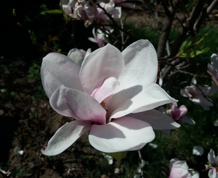 Magnolia soulangeana - 2018 plantele mele