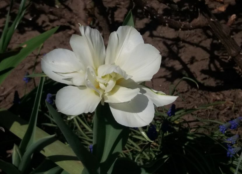 prima lalea inflorita :)) - 2018 plantele mele