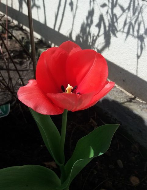 surpriza!! dupa 9 ani, aici a aparut o lalea.. de la fostii proprietari - 2018 plantele mele