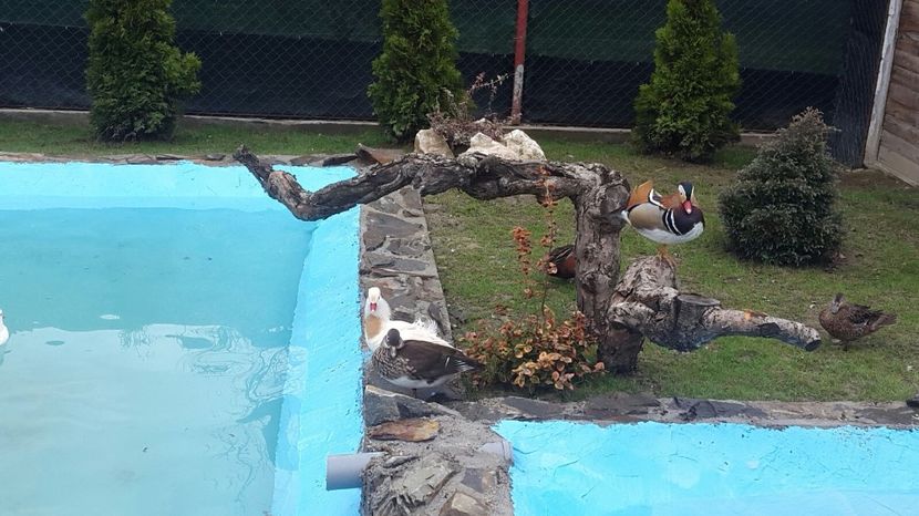 IMG-20180406-WA0000 - R---RATELE LA GRAMADA