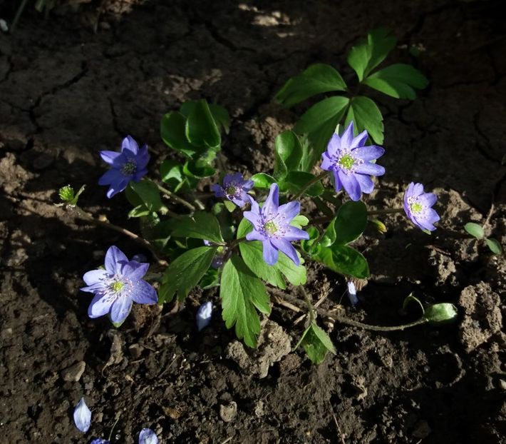 Hepatica nobilis - 2018 plantele mele