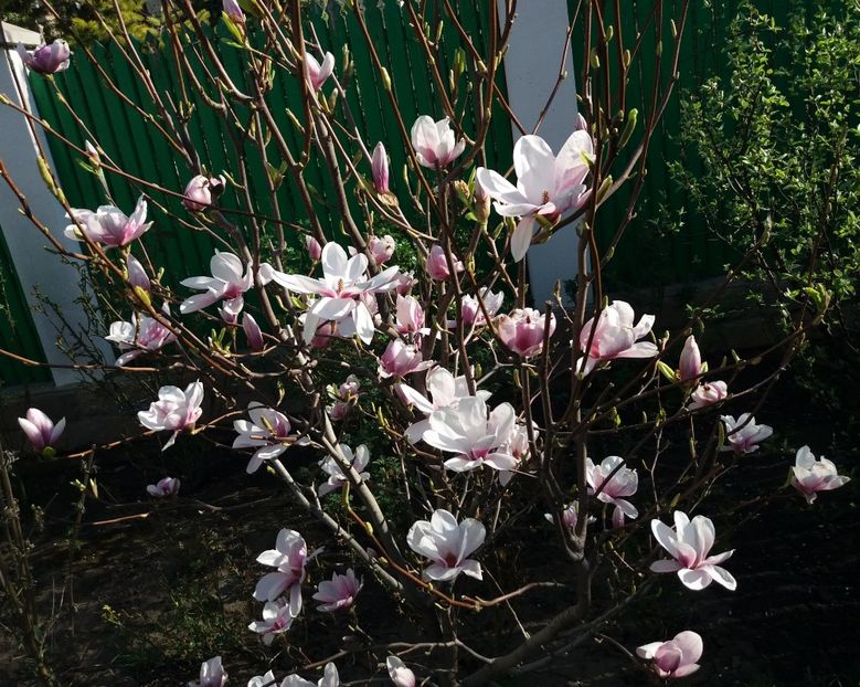 Magnolia soulangeana - 2018 plantele mele