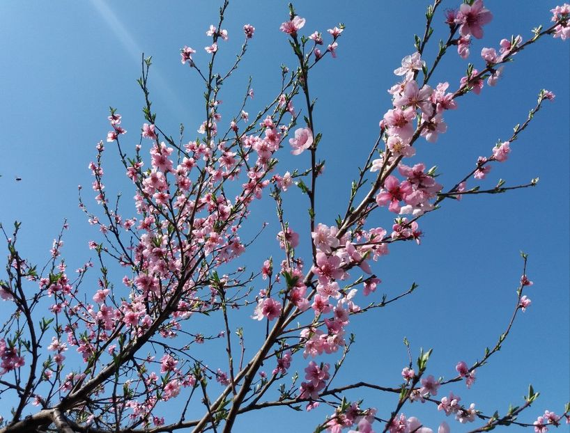 flori de nectarin - 2018 plantele mele