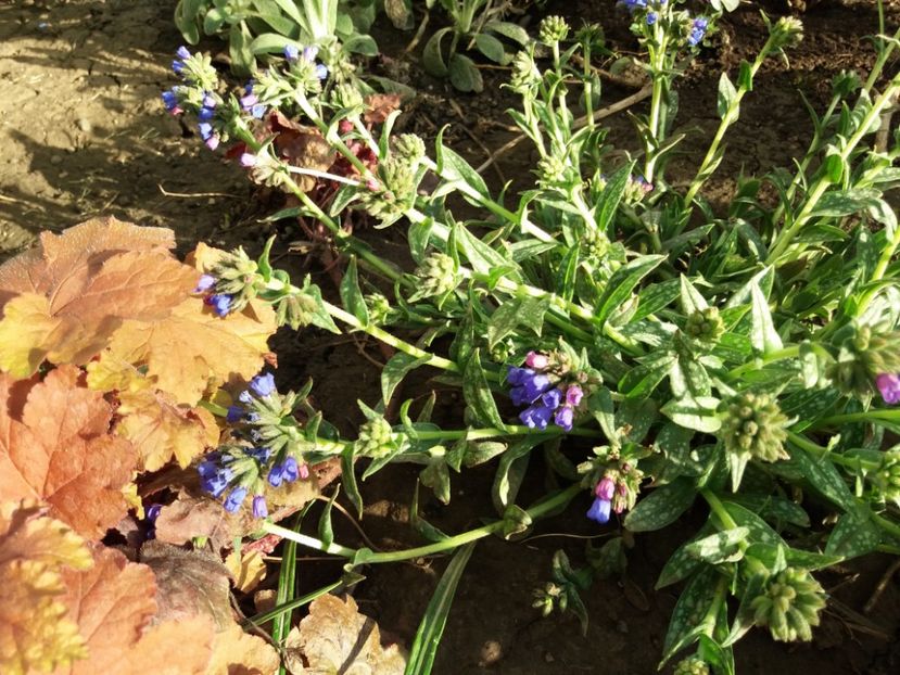 Pulmonaria EB Anderson - 2018 plantele mele