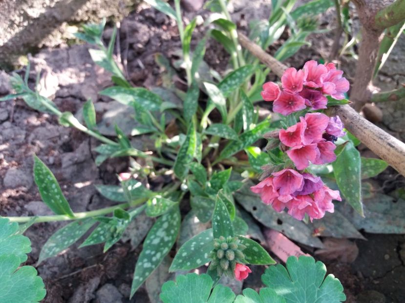 pulmonaria. raspberry splash - 2018 plantele mele