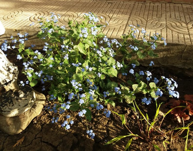 brunnera jack frost - 2018 plantele mele