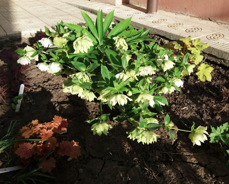 Helleborus Double Ellen White Spotted - 2018 plantele mele