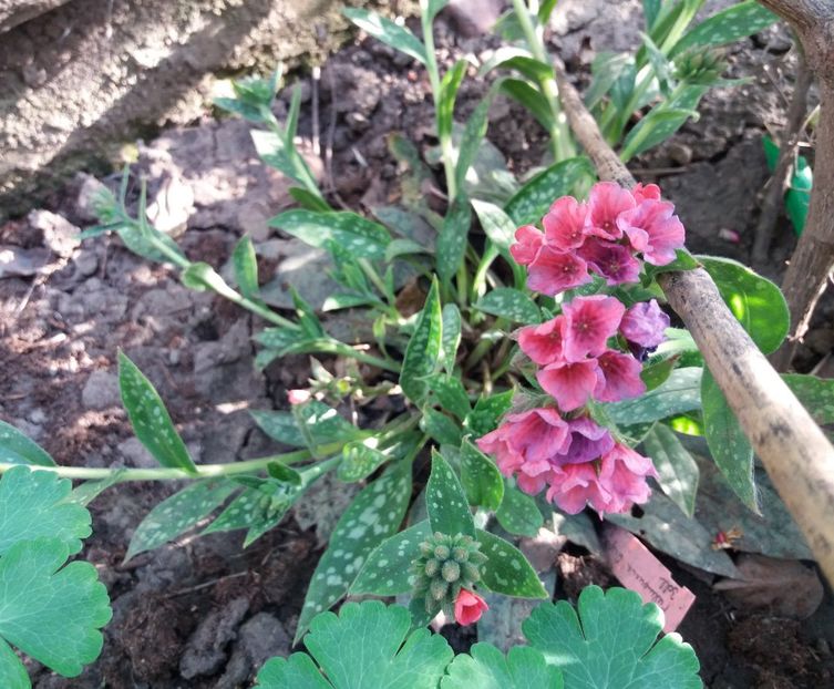  - 2018 plantele mele