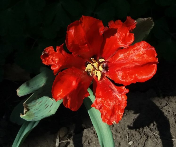 lalea giant parrot - 2018 plantele mele