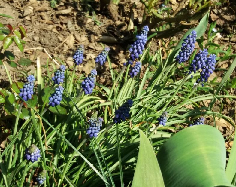 muscari(zambila motata) - 2018 plantele mele