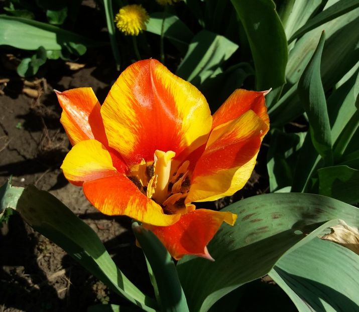  - 2018 plantele mele
